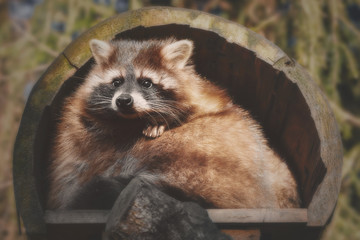 Waschbär sitzend im Unterschlupf
