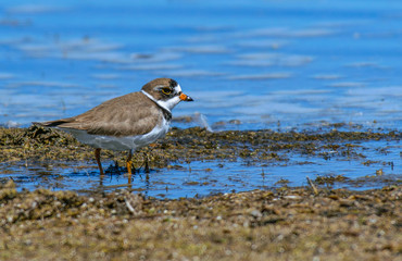 Semipalmated Plover Foraging for Food