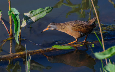 Virginia Rail Balanced on Branch Searching for Food