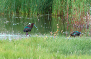 A White-faced Ibis Foraging for Food along the Lake Shore