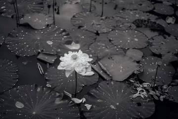 Papier Peint photo Lavable fleur de lotus Black-and-white lotus flower photo