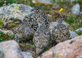 White-tailed Ptarmigan and Chicks