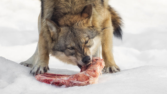 Fototapeta Wolf eats meat in the snow