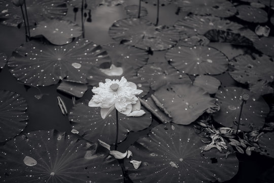 Black-and-white lotus flower photo