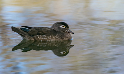 Female Wood Duck Swimming on a Lake