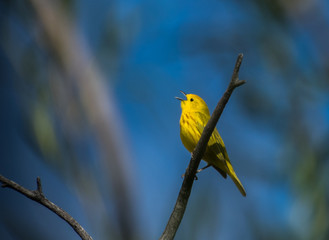 Yellow Warbler Singing on a Spring Morning