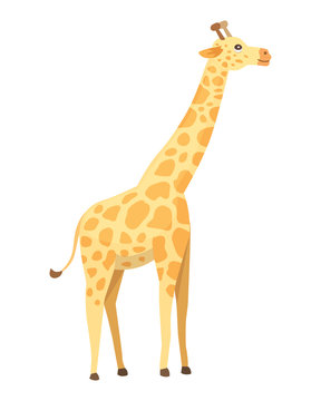 Giraffe cartoon style, vector art and illustration. Safari africa.