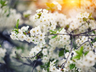 Flowers of the cherry blossoms on a spring day