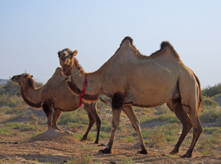 camels in semi-desert nearly baia de zaburunie at Caspian sea