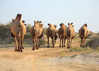 camels in semi-desert nearly baia de zaburunie at Caspian sea