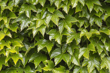 Fototapeta na wymiar Green wall pattern of parthenocissus tricuspidata