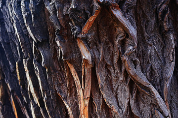 background texture of wooden planks logs bark