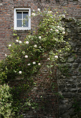 Fototapeta na wymiar A wall of a house overgrown with the white roses