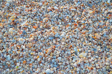 Seashells background under the sunset light. Huge number of multicolored seashells piled together