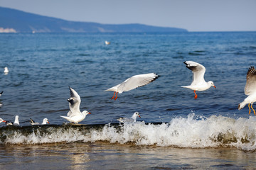 Fototapeta na wymiar Seagulls over the sea waves. Gulls on the beach on the Black Sea coast. Selective focus.