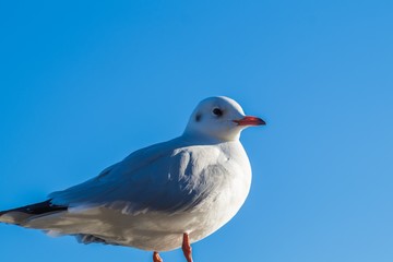 Obraz premium seagull in blue sky