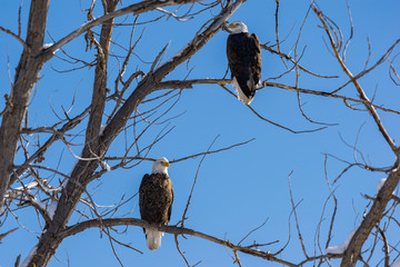 Bald Eagle Mating Pair