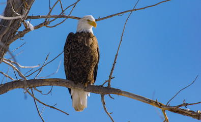 Bald Eagle Searching for Next Meal