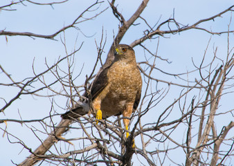 Cooper's Hawk Searching for Food