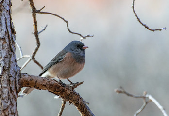 Dark-eyed Junco Perched on a Branch