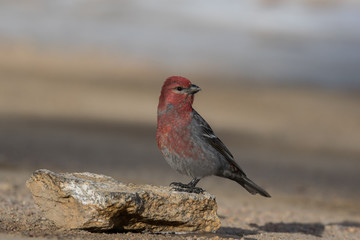 Male Pine Grosbeak Perched on a Rock 