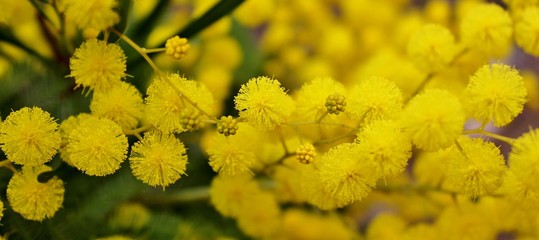 Blooming mimosa branch