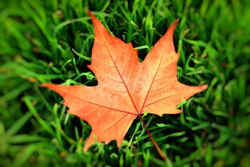 Autumn yellow leaf on a grass, very shallow focus.