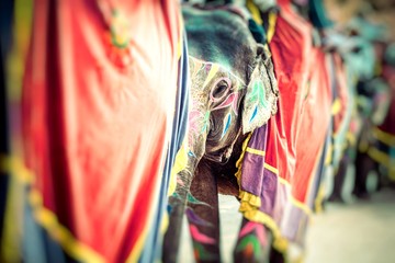 Fototapeta premium Elephant. India, Jaipur, state of Rajasthan.