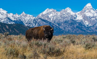 Bison on the Plains with Mountains in Background
