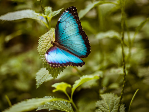 Schmetterling  morpho peleid blau