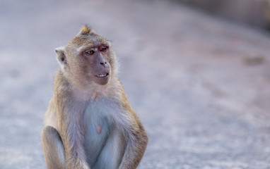 Monkey natural background