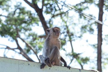 Monkey natural background