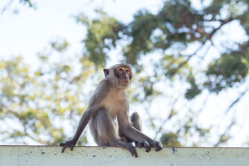 Monkey natural background