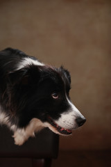 Border Collie liegend im Studio