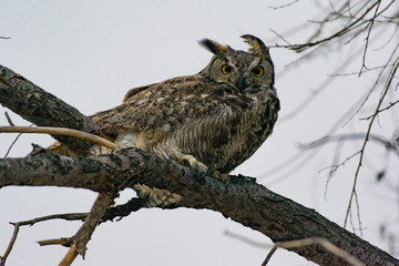 Great Horned Owl in a Windy Evening