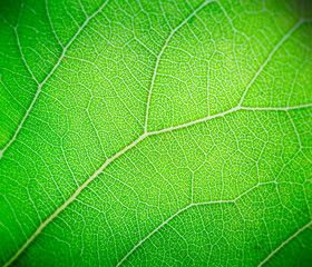 Light green leaf macro background.
