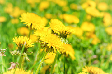 Yellow dandelions on the green field © Pavlo Vakhrushev