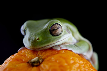 White's tree frog