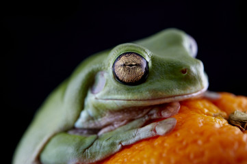 White's tree frog