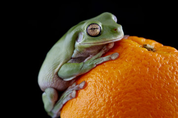 White's tree frog