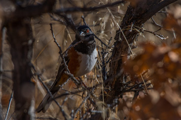 Spotted Towhee Gathering Nesting Materials in Scrub Oak