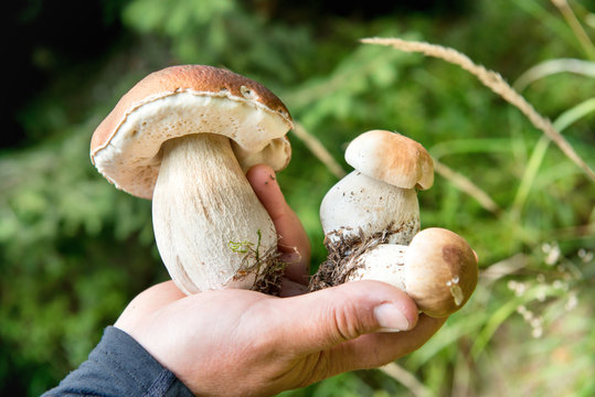 Edible fresh mushrooms in a hand