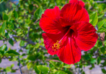 Red hibiscus in sunlight spring nature background with smooth bokeh.