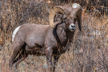 Obraz premium Bighorn Sheep Ram