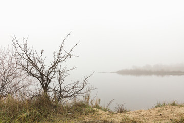 Fototapeta na wymiar fog on forest lake in early spring