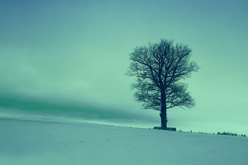 Alone tree on the snowy field at sunrise