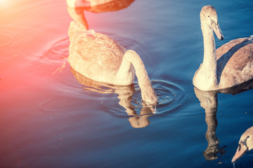 cygnets swiming in a lake at sunset light.