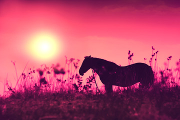 Horse silhouette in tall grass at purple sunrise. Early morning in the meadow