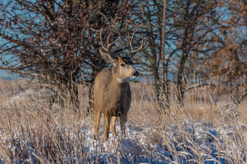 Obraz premium Mule Deer Buck in Autumn, Colorado