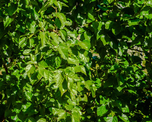Fototapeta na wymiar Fresh green background with ivy leaves on a sunny day